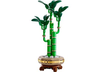 Lucky Bamboo