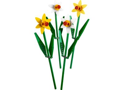 Daffodils