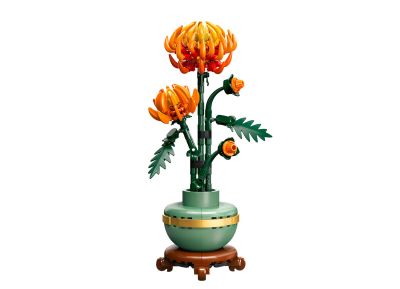 Chrysanthemum