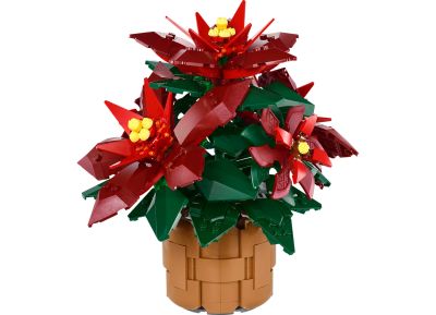 Poinsettia